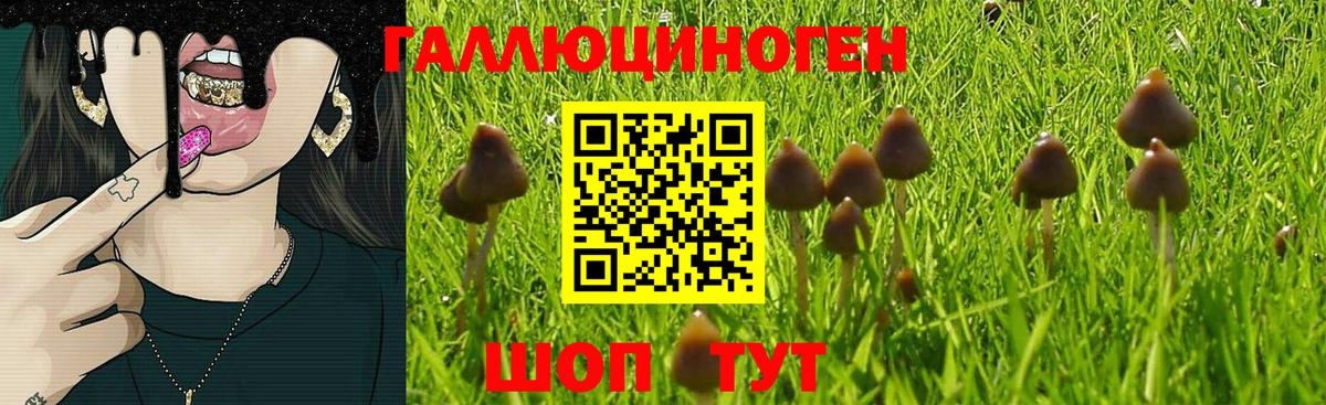 Псилоцибиновые грибы GOLDEN TEACHER  Топки 